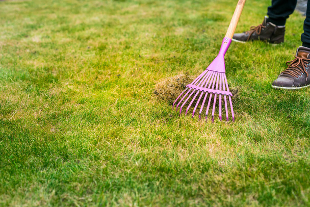 Limpiando la hierba con un rastrillo. Aireando y escarificando el césped del jardín. Mejorar la calidad del césped mediante la eliminación de la hierba vieja y el musgo. - Foto, Imagen