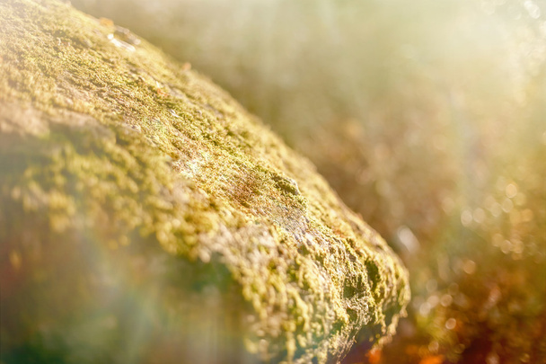 Stone (rock) covered with moss, lit by sunrays - Photo, Image