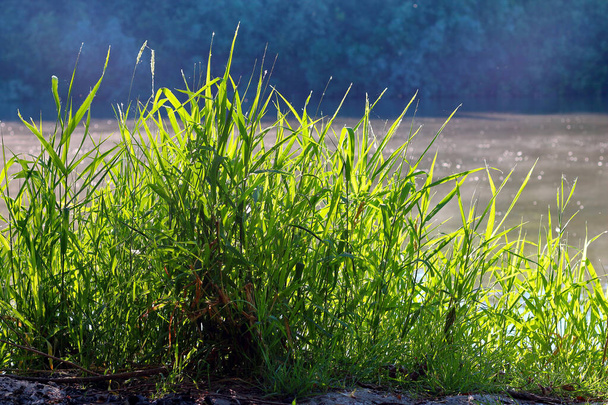 Зеленая трава на берегу реки - Фото, изображение