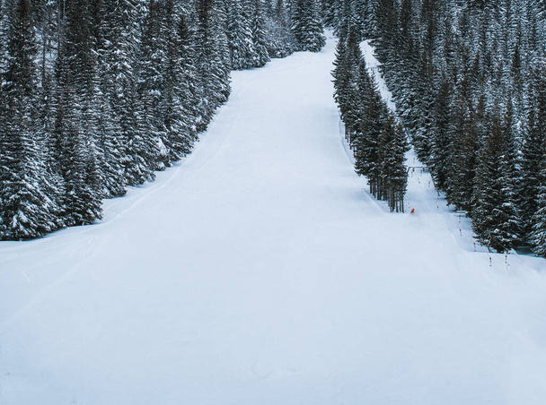 δρόμος στα βουνά με τα πεύκα στην άκρη σε μια ηλιόλουστη μέρα του χειμώνα - Φωτογραφία, εικόνα