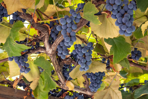 Свіжі виноградні грона комплексу Дамасіа (Болгарія). - Фото, зображення