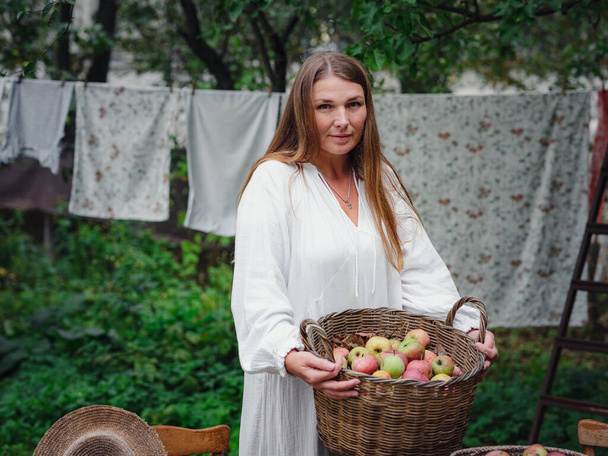 Женщина средних лет в белом платье собирает яблоки в большой корзине в саду. Осенний праздник урожая, сельское хозяйство и садоводство, День благодарения. Теплая атмосфера, натуральные экологически чистые продукты - Фото, изображение