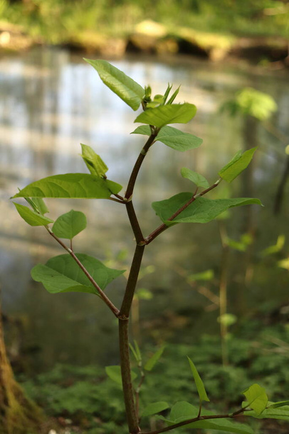 Reynoutria japonica, invasive weed, tall shrub fast growing herb, pterosaur - Photo, Image