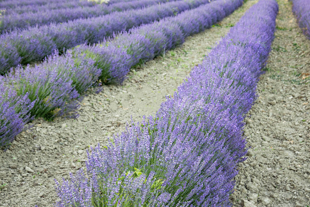beautiful lavender field in Provence, France - Foto, imagen