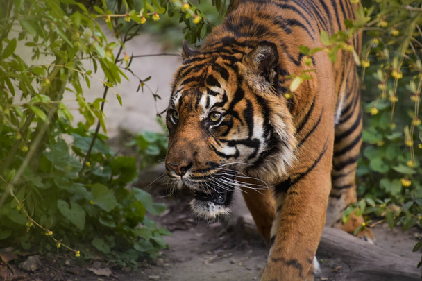 vista de un hermoso tigre en un entorno forestal en un parque - Foto, imagen