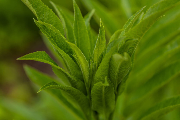 Молодое зеленое растение на берегу реки - Фото, изображение