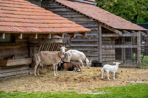 Goats in an outdoor paddock on a farm. - Photo, Image