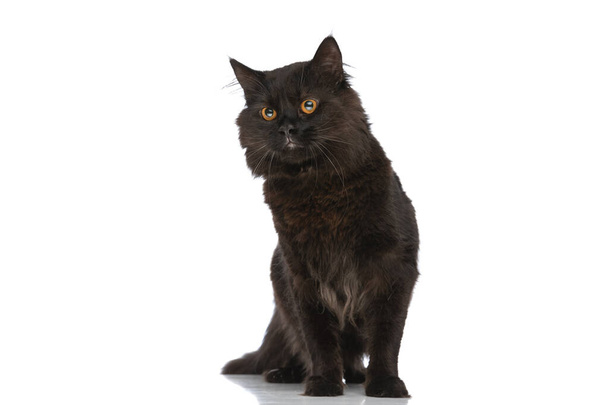 cute metis cat with black fur is looking away, intrigued of what he sees against white studio background - Foto, immagini