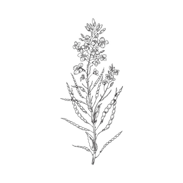 Canola plant branch with flowers and ripe seed pods, hand drawn sketch style vector illustration isolated on white background. Canola or rape oilseed herb in black line. - Vektor, kép