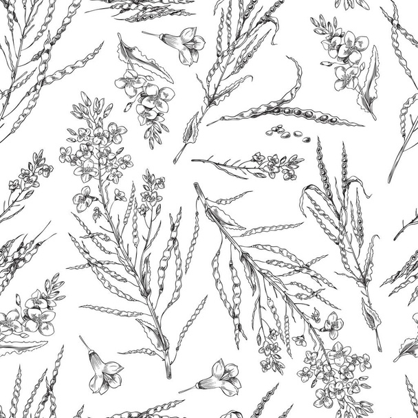 Flowering canola, canola seed pod, canola flowers on a branch, canola oil in a bottle, seamless pattern of vector, sketch monochrome illustrations on white background - Вектор, зображення