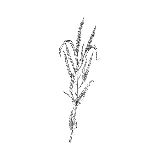 Opened canola pods on a branch. Botanical vector illustration with canola pods. Canola hand drawn sketch, monochrome on white background - Вектор,изображение