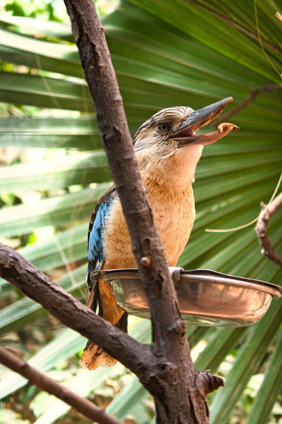 ridendo si appoggia su un ramo che nutre vermi da pasto. Bellissimo piumaggio colorato dell'uccello australiano. interessante osservazione dell'animale. Registrazione animale in Germania - Foto, immagini