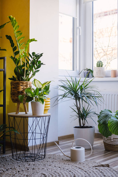 Still life of cozy modern flat with various exotic green plants growing in pots. Vertical photo with copy space. - Фото, изображение