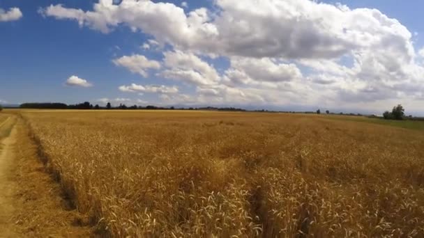 Campos de trigo dourado com estrada rural no céu azul nublado com movimento de tiro de rastreamento - Filmagem, Vídeo