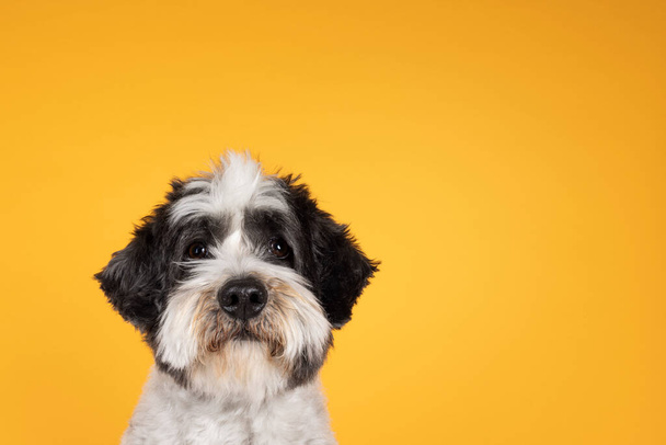 Zdjęcie głowy Cute little mieszany pies rasy Boomer, siedzi do góry twarzą do przodu. Patrząc w kierunku kamery z przyjaznymi brązowymi oczami. Izolacja na żółtym pomarańczowym tle. Zamknięte usta. - Zdjęcie, obraz