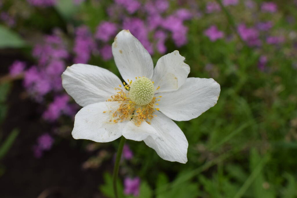 アメノン・シルベストリス。庭の繊細な花、花壇の。花の背景。美しい繊細なアネモネ・シルベストリス。緑の背景に白い花を咲かせます。閉鎖 - 写真・画像