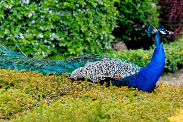 Peacock at Warwick castle garden - Warwick, Warwickshire - Inglaterra, Reino Unido - Foto, Imagen