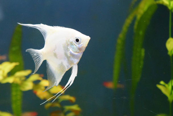 Свежая вода посадила аквариум с серебряными рыбами-ангелами. Рыбы-ангелы в аквариуме с размытым фоном (Pterophyllum scalare) - Фото, изображение