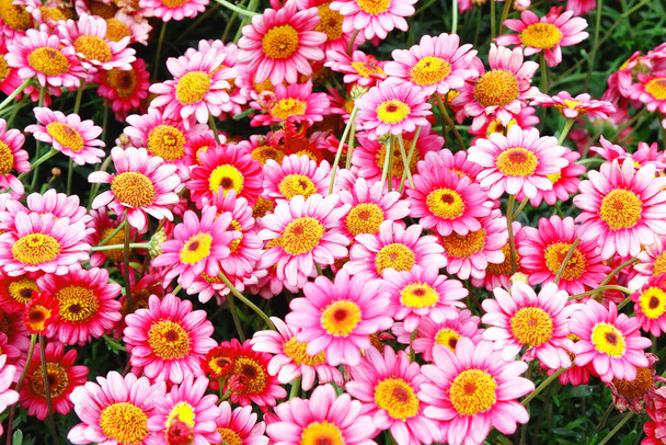 Kleurrijke bloemen in de tuin in het voorjaar. - Foto, afbeelding