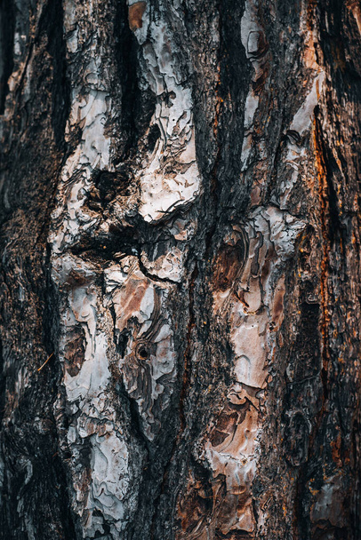 a old pine tree trunk - Valokuva, kuva