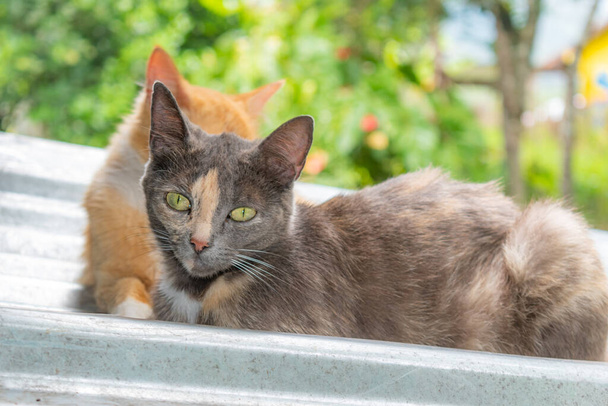 gatti creoli in primo piano sdraiati sul tetto nella zona rurale - Foto, immagini