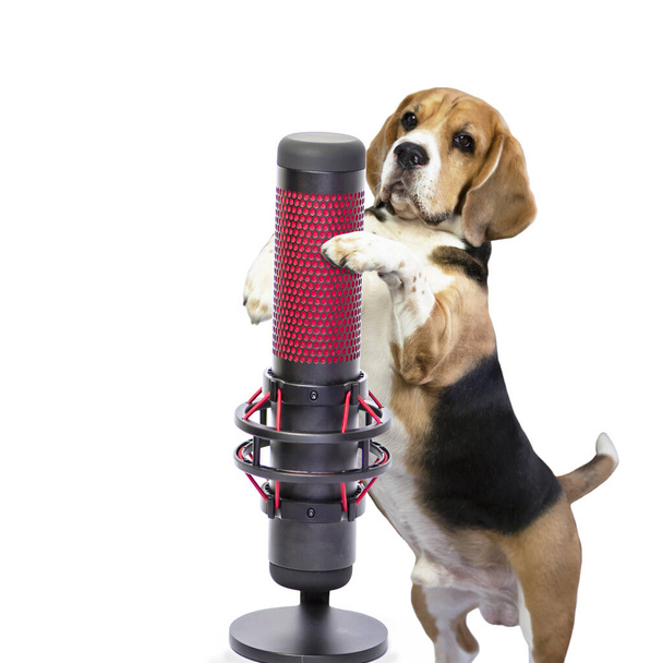funny dog beagle singer sings into a microphone on a white background - Foto, Imagen