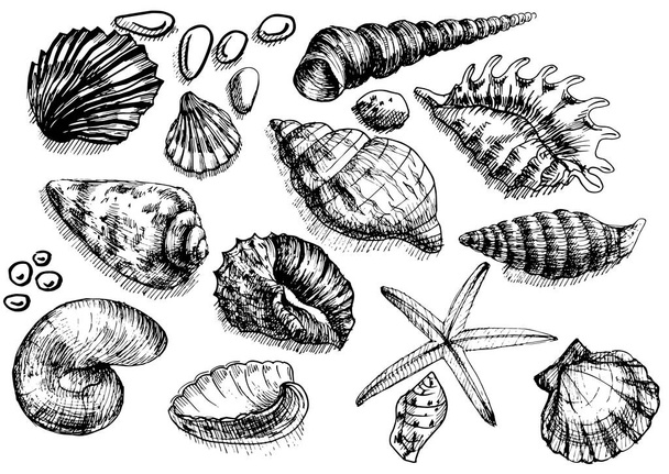 Seashells παραλία καλοκαίρι γραφική απεικόνιση χέρι επέστησε μεγάλο σύνολο μεμονωμένων στοιχείων σε λευκό  - Διάνυσμα, εικόνα