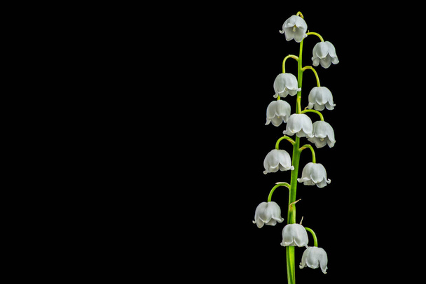 The branch of lilies of the valley flowers isolated on black background. - Photo, Image