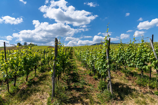 veel Riesling wijnstokken in een Elzasser wijngaard onder een blauwe hemel met witte wolken - Foto, afbeelding