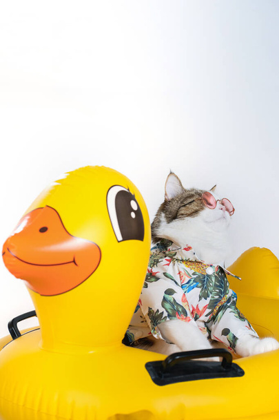 songkran και το καλοκαίρι έννοια σεζόν με σκωτσέζικη γάτα φορώντας καλοκαιρινό πανί και γυαλιά ηλίου και να παίξει σε πάπια δαχτυλίδι καουτσούκ - Φωτογραφία, εικόνα