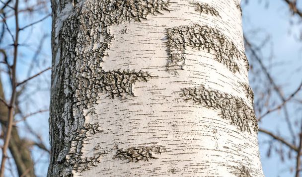 détail de texture d'écorce de bouleau, vue latérale d'arbre de feuillus, gros plan extrême, personne, personne. Nature, motif naturel simple, structure d'écorce d'arbre blanc vif vers le haut concept simple proche, environnement - Photo, image
