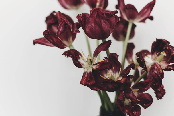Tulipanes descoloridos. Ramo de flores rojas marchitas sobre fondo blanco. Composición floral con tulipanes secos marchitos, fondo de pantalla de la naturaleza. Vida y dolor, amor y concepto de dolor - Foto, imagen