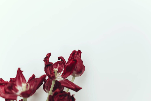 Wyblakłe tulipany. Withered czerwony bukiet kwiatów na białym tle. Kompozycja kwiatowa z suchymi usychającymi tulipanami, tapeta natury. Życie i ból, miłość i żal - Zdjęcie, obraz