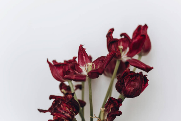 Elhalványult tulipán. Elszáradt vörös virágok csokor fehér háttér. Virágkompozíció száraz maró tulipánnal, természet tapéta. Élet és fájdalom, szerelem és gyász fogalma - Fotó, kép