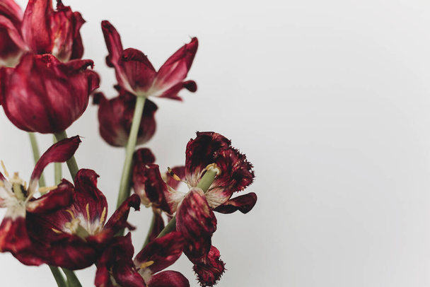 Elhalványult tulipán. Elszáradt vörös virágok csokor fehér háttér. Virágkompozíció száraz maró tulipánnal, természet tapéta. Élet és fájdalom, szerelem és gyász fogalma - Fotó, kép