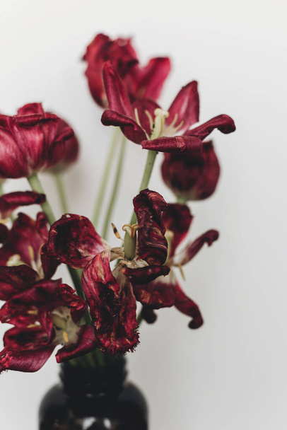 Verblasste Tulpen. Verwelkte rote Blumen Bouquet in Glasflasche auf weißem Hintergrund. Florale Komposition mit trockenen welken Tulpen. Leben und Schmerz, Liebe und Trauer - Foto, Bild
