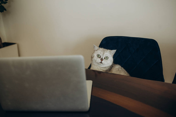 kanepede dizüstü bilgisayar ile İskoç düz kedi yan görünüm. - Fotoğraf, Görsel