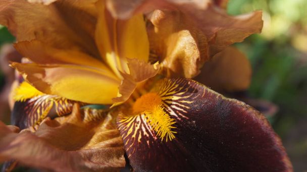  Iris ucranianos multicolores. Pétalos de iris. Fondo con iris para teléfonos y tabletas.  - Foto, Imagen