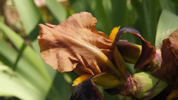  Iris ucranianos multicolores. Pétalos de iris. Fondo con iris para teléfonos y tabletas.  - Foto, imagen