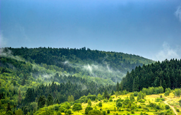 landscape of a spruce Carpathian forest, Skole Beskids National Nature Park, Lviv region of Ukraine - Foto, Imagem