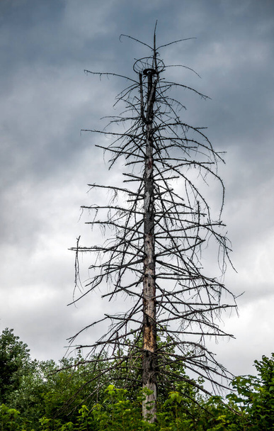 a dead spruce tree with no leaves in nature on cloudy background - Φωτογραφία, εικόνα
