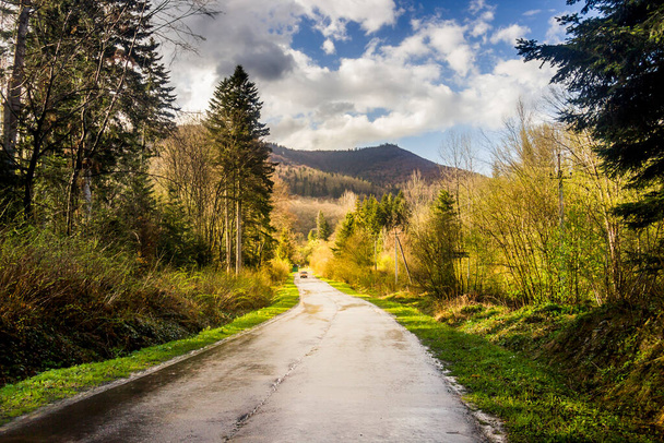 a road through the spruce forest in the Ukrainian Carpathians, Skole Beskids National Nature Park, Lviv region of Ukraine - Φωτογραφία, εικόνα