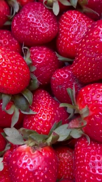 plan vertical de fond de fraises de récolte fruits d'été de la ferme. macro gros plan sur la récolte estivale de fraises mûres juteuses du marché aux fruits - Séquence, vidéo