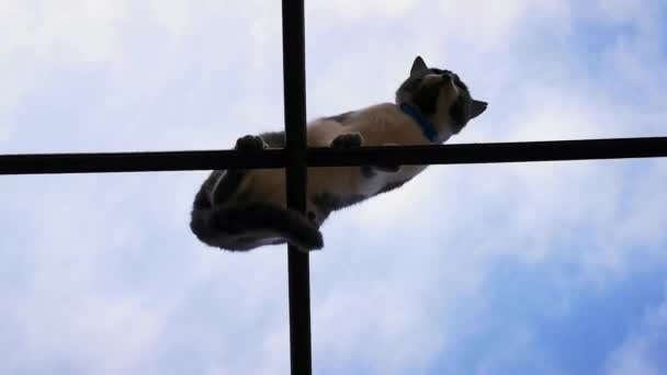 Die Katze sitzt auf einer dünnen Querstange in einer Höhe, eine gefährliche Höhe für das Tier, eine schöne graue Katze auf der Straße - Filmmaterial, Video