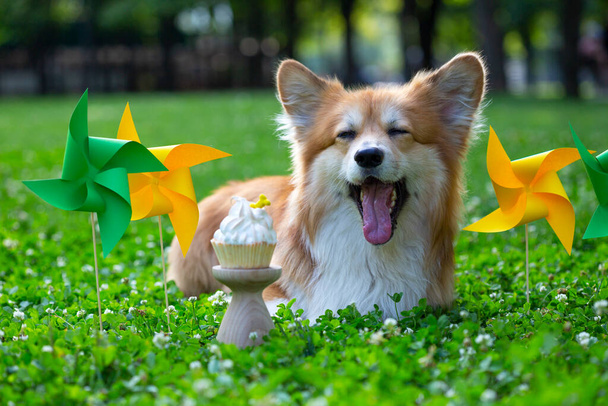 birthday off beautiful corgi fluffy on green lawn and colorful party flags on the backgroun - 写真・画像