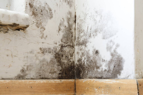 Edificios húmedos dañados por moho negro y hongos, humedad o agua. problemas de infiltración, aislamiento y moho en la pared de la casa - Foto, Imagen