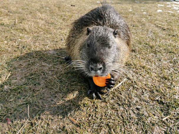 Close-up of a hairy nutria that eats food and stands on the grass. - Photo, Image