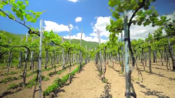 Wijngaarden met wijnstokken en wijnmakerij langs wijnweg in de zon, Georgië land op de lente wijngaarden, bergen. Landschap met groene wijngaarden. Tegen de achtergrond is er blauwe lucht en wolken. Wijn. - Video