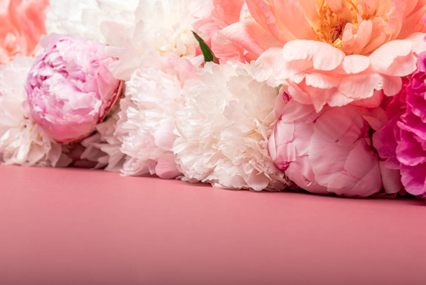 Abundância de Bando fresco de Peonies Bouquet de diferentes cores rosa sobre fundo rosa. Conceito de cartão, espaço de cópia para texto - Foto, Imagem