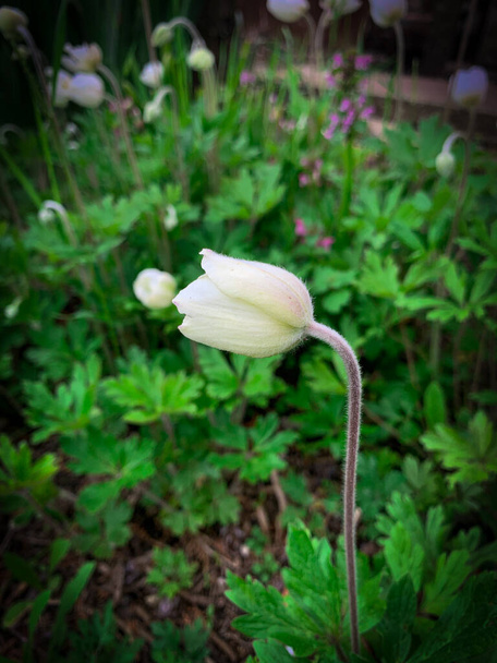 Pojedynczy kwitnący pączek białego kwiatu, znany również jako anemon Snowdrop. - Zdjęcie, obraz